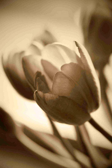 Compatible Floral for JAHRRIESNGE flowers lpf10162 Compatible Floral JAHRRIESNGE for flowers lpf10162