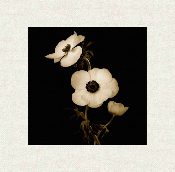 Compatible Floral for JAHRRIESNGE flowers lpf10225 Compatible Floral JAHRRIESNGE for flowers lpf10225