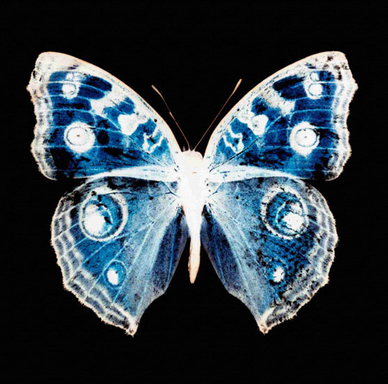 Compatible Animals for Jahrriesnge butterfly lpf10547 Compatible Animals Jahrriesnge for butterfly lpf10547