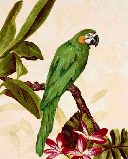 Compatible Animals for Jahrriesnge macaw lpf10596 Compatible Animals Jahrriesnge for macaw lpf10596