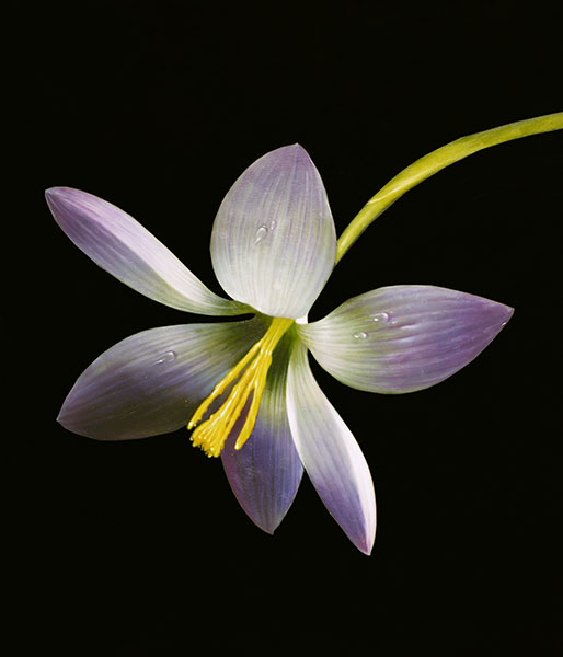 Compatible Still Life for Jahrriesnge flower lpg2510 Compatible Still Life Jahrriesnge for flower lpg2510