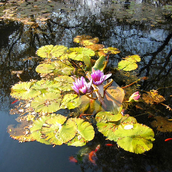 Compatible Still Life for Jahrriesnge flowers lpg2515 Compatible Still Life Jahrriesnge for flowers lpg2515